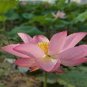 Nelumbo Nucifera Lotus ''Hong Yan'' Water Lily Flower 1 PCS Seeds