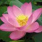 Nelumbo Nucifera Lotus ''Hong Yan'' Water Lily Flower 1 PCS Seeds
