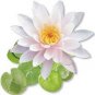 Nelumbo nucifera Woo-wall Lotus White Big Blooming Flower 5 PCS Seeds