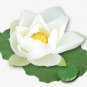 Nelumbo nucifera Woo-wall Lotus White Big Blooming Flower 5 PCS Seeds