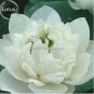 Nelumbo nucifera Woo-wall Lotus White Big Blooming Flower 5 PCS Seeds