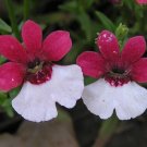 Nemesia Strumosa Danish Flag Flower 30 PCS Seeds Nemesia Strumosa Danish Flag Flower 30 PCS Seeds