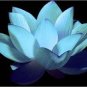 Nelumbo Nucifera Dark Blue Lotus Flowers New Variety 1 PCS Seeds