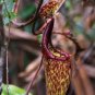 Nepenthes Bongso 2 PCS Seeds
