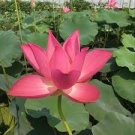 Nelumbo Nucifera Dark Red Lotus Flowers New Variety 1 PCS Seeds Nelumbo Nucifera Dark Red Lotus Flowers New Variety 1 PCS Seeds