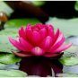 Nelumbo Nucifera Dark Red Lotus Flowers New Variety 1 PCS Seeds