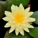 Nelumbo nucifera ‘Sunburst’ Lotus 5 PCS Seeds Nelumbo nucifera ‘Sunburst’ Lotus 5 PCS Seeds
