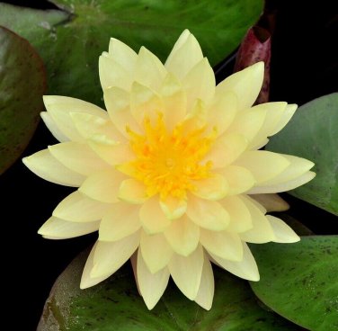 Nelumbo nucifera &acirc;��Sunburst&acirc;�� Lotus 5 PCS Seeds