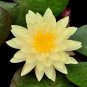 Nelumbo nucifera ‘Sunburst’ Lotus 5 PCS Seeds