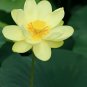 Nelumbo nucifera &acirc;��Sunburst&acirc;�� Lotus 5 PCS Seeds