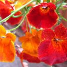 Nemesia Strumosa Flower 30 PCS Seeds