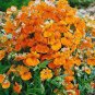 Nemesia Strumosa Flower 30 PCS Seeds