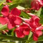 Nerium Flower Seeds Oleander Potted Plants Easy Growing 50 PCS Seeds