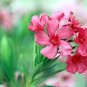 Nerium Flower Seeds Oleander Potted Plants Easy Growing 50 PCS Seeds