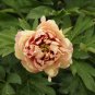 New 'Kopper Kettle' Orange Peony Tree 5 PCS Seeds