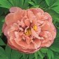 New 'Kopper Kettle' Orange Peony Tree 5 PCS Seeds