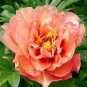 New 'Kopper Kettle' Orange Peony Tree 5 PCS Seeds