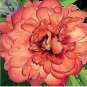 New 'Kopper Kettle' Orange Peony Tree 5 PCS Seeds