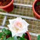 New 'Moonstone' Hydrid White Pink Rose Bonsai Flowers 50 PCS Seeds