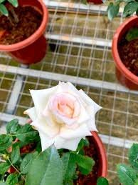New 'Moonstone' Hydrid White Pink Rose Bonsai Flowers 50 PCS Seeds