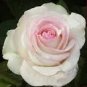New 'Moonstone' Hydrid White Pink Rose Bonsai Flowers 50 PCS Seeds