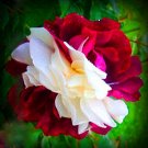 New 'Zampa' Dust Rose Bi-Color Bonsai Flowers 50 PCS Seeds