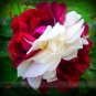 New 'Zampa' Dust Rose Bi-Color Bonsai Flowers 50 PCS Seeds