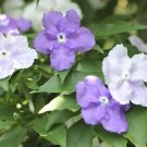 New a Bag Rare Deep Blue Brunfelsia 20 PCS Seeds