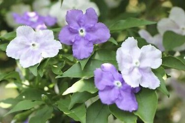 New a Bag Rare Deep Blue Brunfelsia 20 PCS Seeds