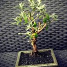 New Arrival Imported Butterfly Bush Bonsai Buddleia Davidii Mix Flower Bonsai 50 PCS Seeds New Arrival Imported Butterfly Bush Bonsai Buddleia Davidii Mix Flower Bonsai 50 PCS Seeds