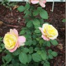 New Bella Roma Rose Bush Plant 50 PCS Seeds New Bella Roma Rose Bush Plant 50 PCS Seeds