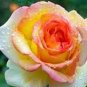 New Bella Roma Rose Bush Plant 50 PCS Seeds