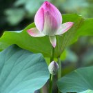 New Bonsai Balcony Red Multi-petalled Lotus Flower 1 PCS Seeds New Bonsai Balcony Red Multi-petalled Lotus Flower 1 PCS Seeds