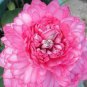 New Bonsai Balcony Red Multi-petalled Lotus Flower 1 PCS Seeds