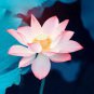 New Bonsai Balcony Red Multi-petalled Lotus Flower 1 PCS Seeds