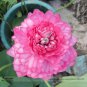 New Bonsai Balcony Red Multi-petalled Lotus Flower 1 PCS Seeds