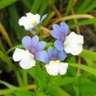 Nemesia Strumosa Flower 30 PCS Seeds
