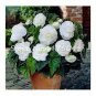 Nemesia Strumosa Flower 30 PCS Seeds