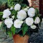 Nemesia Strumosa Flower 30 PCS Seeds