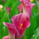 New Calla Lily Root Lilies Perennial Gardening Summer Flower 100 PCS Seeds