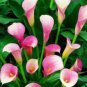 New Calla Lily Root Lilies Perennial Gardening Summer Flower 100 PCS Seeds
