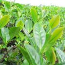 New Crop Chinese Green Tee Tree 10 pcs Seeds