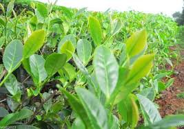 New Crop Chinese Green Tee Tree 10 pcs Seeds
