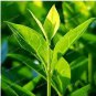 New Crop Chinese Green Tee Tree 10 pcs Seeds