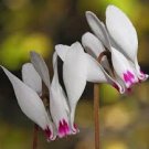New Cyclamen Flower 100 PCS Seeds