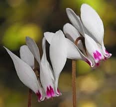 New Cyclamen Flower 100 PCS Seeds