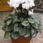New Cyclamen Flower 100 PCS Seeds