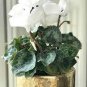 New Cyclamen Flower 100 PCS Seeds