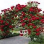 New Dark Red Climbing Rose Plant 50 PCS Seeds