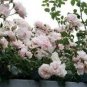 New Dawn White Pink Climbing Rose Plant Flower 50 PCS Seeds